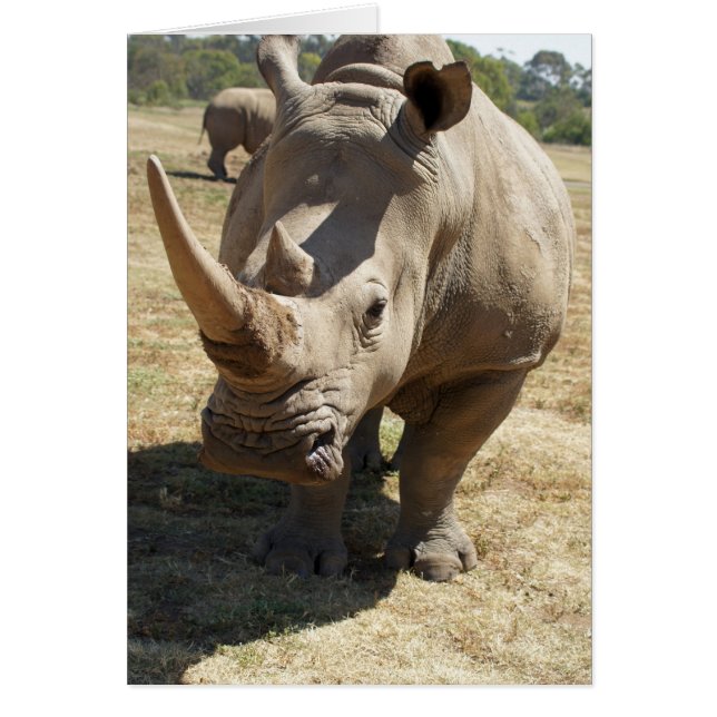 Rhino Charging Hälsningskort (Framsidan)