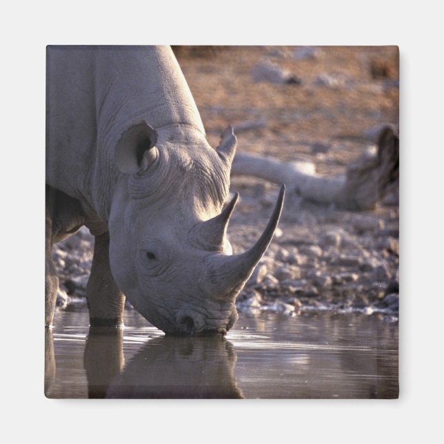 Rhino dricker vid ett vattnande ställe magnet (Framsidan)