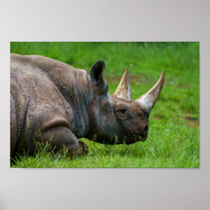 Rhino i gräs poster