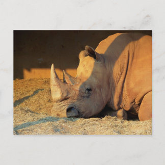 Rhino i Sunset Vykort
