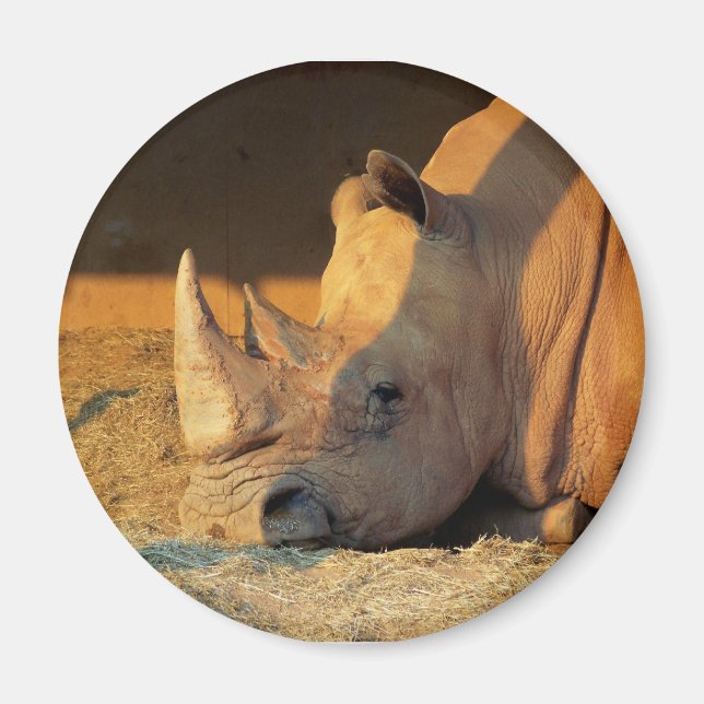 Rhino in Sunset Magnet (Framsidan)