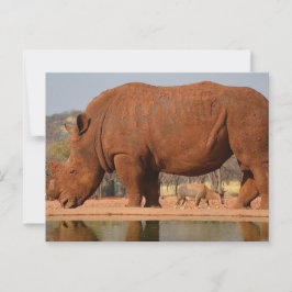Rhino med lera på huden vykort