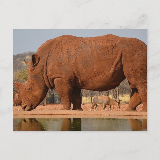 Rhino med lera på huden vykort (Framsida)