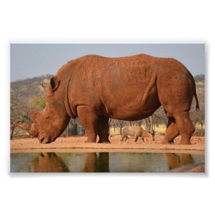 Rhino med lera på hudfoto fototryck