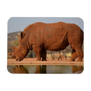 Rhino med lera på hudfoto magnet
