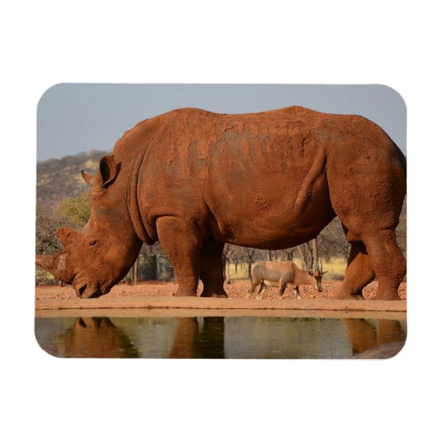 Rhino med lera på hudfoto magnet (Horisontell)
