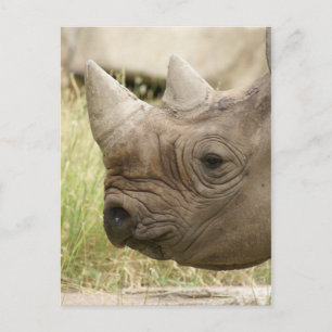 rhino nära vykort