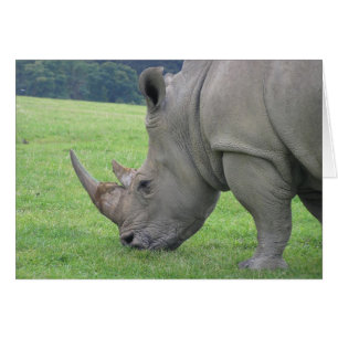 Rhino OBS Kort