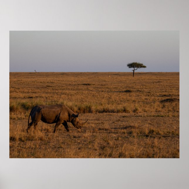 Rhino på Dusk - Poster av afrikansk Wildlife Wall  (Framsidan)