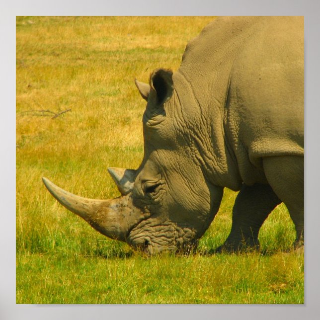 Rhino Photo Print Poster (Framsidan)