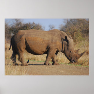 Rhino Poster