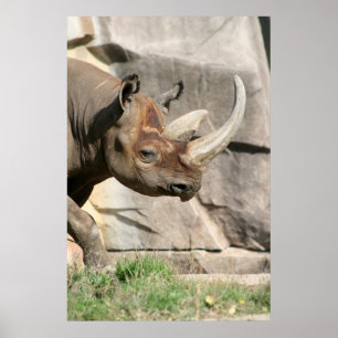 Rhino Poster