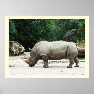 Rhino Poster