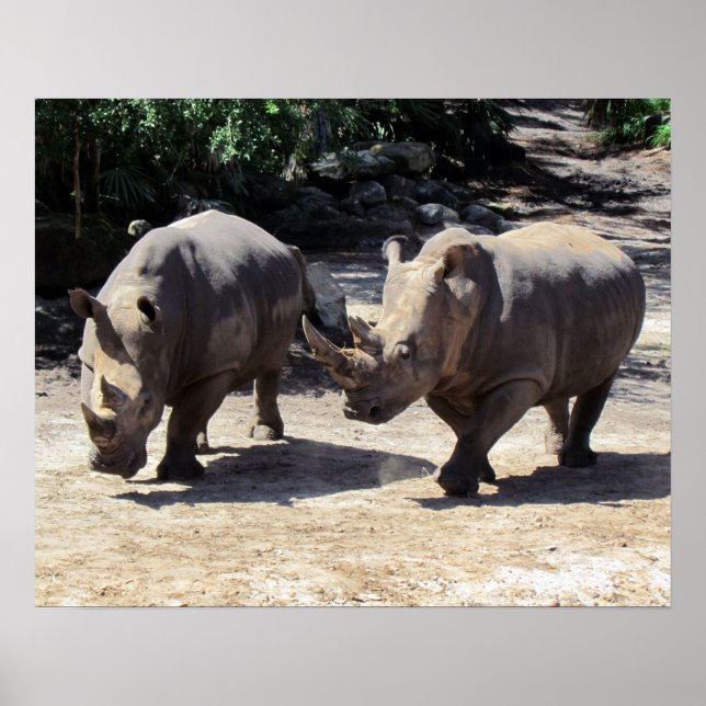 Rhino Poster (Framsidan)
