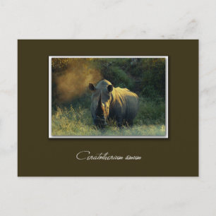 Rhino safari-vykort vykort