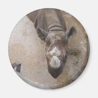 Rhino vid San Antonio Zoo Magnet