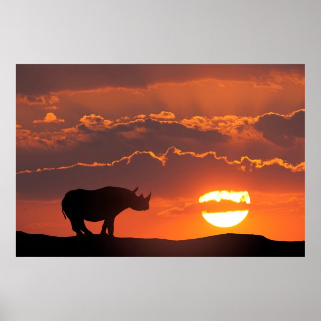 Rhino vid sunset, Masai Mara, Kenya Poster (Framsidan)