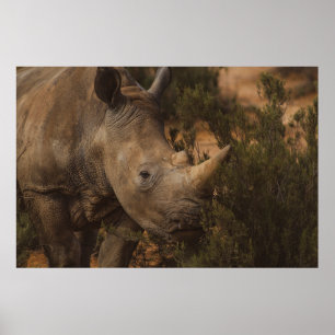 RHINO VILDA DJUR POSTER
