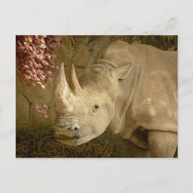 Rhino Vykort (Framsida)
