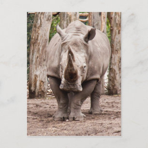 Rhino Vykort