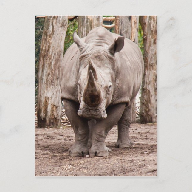 Rhino Vykort (Framsida)