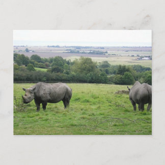 rhino vykort