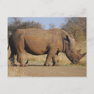 Rhino Vykort