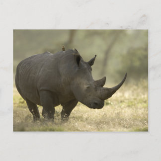 Rhino Vykort