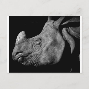 Rhino Vykort