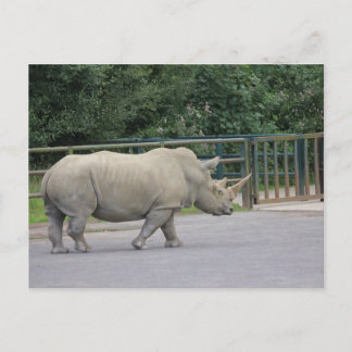 Rhino Vykort