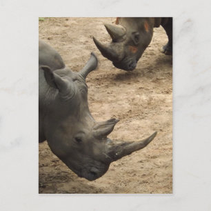 Rhino Vykort