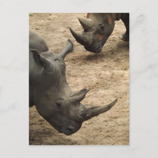 Rhino Vykort