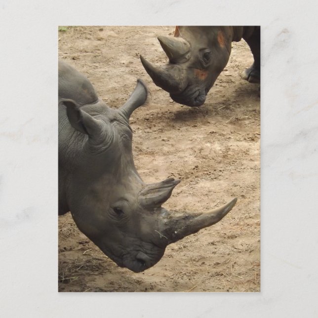 Rhino Vykort (Framsida)
