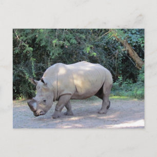 Rhino-vykort Vykort