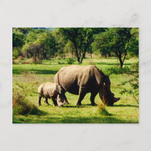rhinobetning vykort