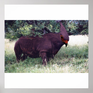 Rhinobird poster