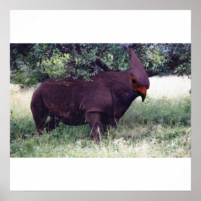 Rhinobird poster (Framsidan)