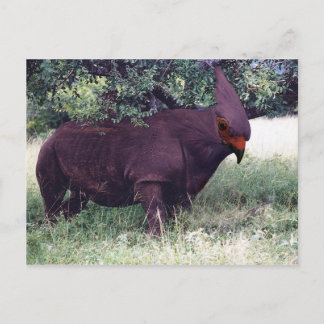 Rhinobird-vykort Vykort