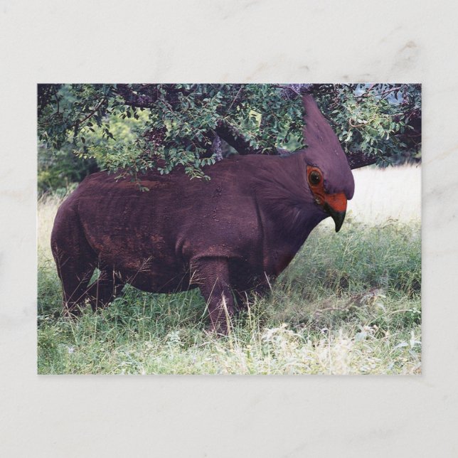 Rhinobird-vykort Vykort (Framsida)