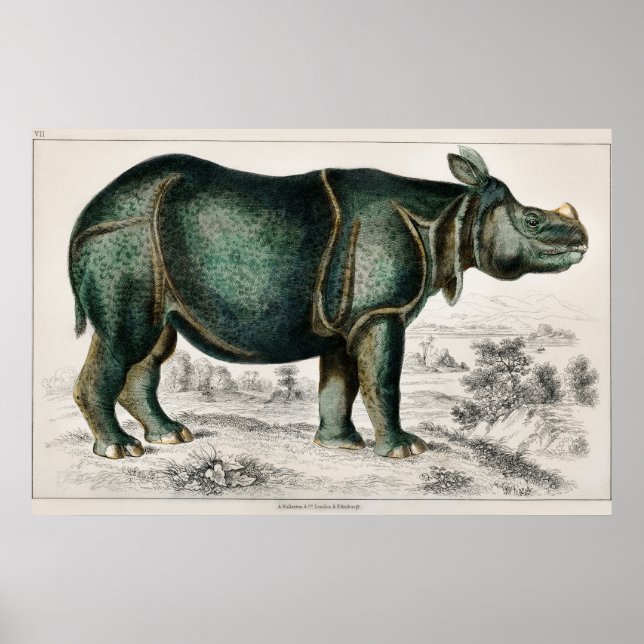 Rhinoceros av Oliver Goldsmith Poster (Framsidan)