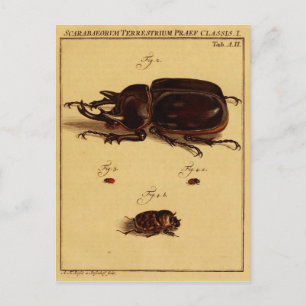 Rhinoceros Beetles Vykort