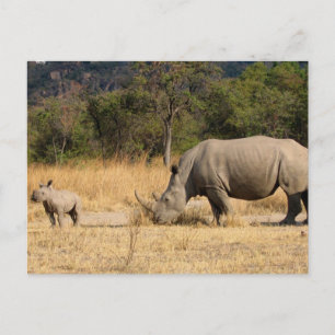 Rhinoceros Family Postcard Vykort