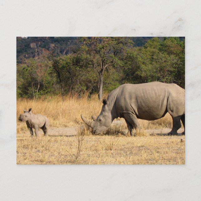 Rhinoceros Family Postcard Vykort (Framsida)