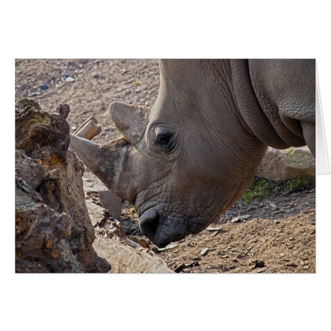 Rhinoceros Hälsningskort (Framsidan Horizontal)