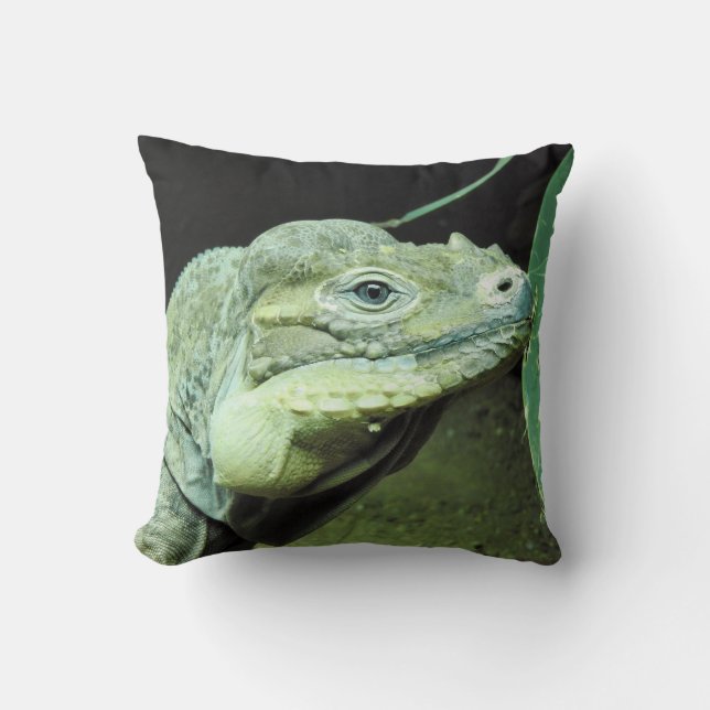 Rhinoceros Iguana Kudde (Framsida)