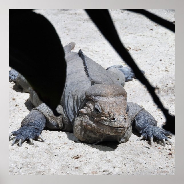 Rhinoceros Iguana Poster (Framsidan)