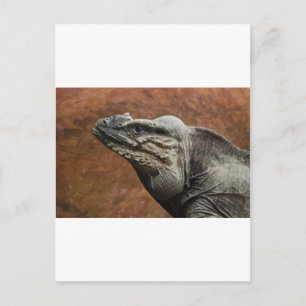 Rhinoceros Iguana Vykort