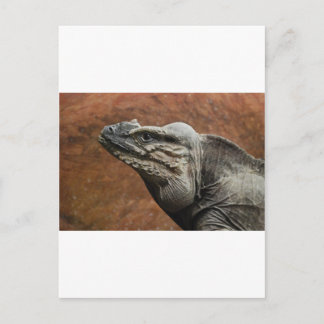 Rhinoceros Iguana Vykort