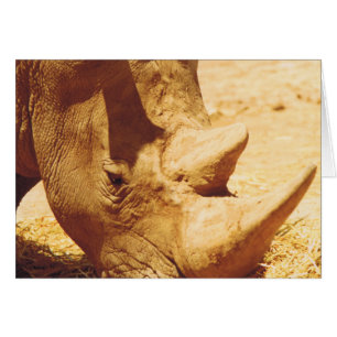 Rhinoceros Kärlek Hälsningskort