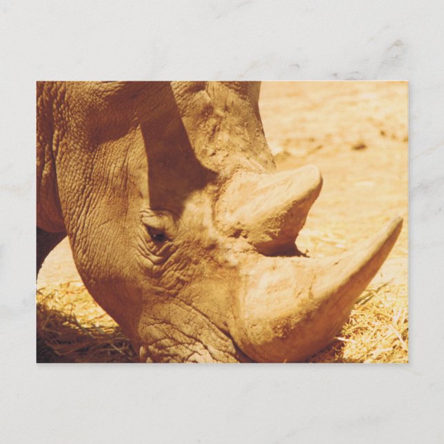 Rhinoceros Kärlek Vykort (Framsida)